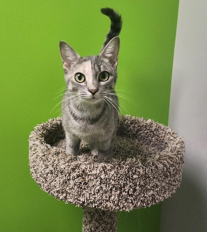 Enlarge Incubator, a Adoptable Domestic Short Hair in Jackson, TN image 4/4