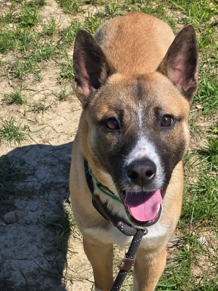 Enlarge Warburton, an adopted mixed breed in Shepherdsville, KY image 3/3