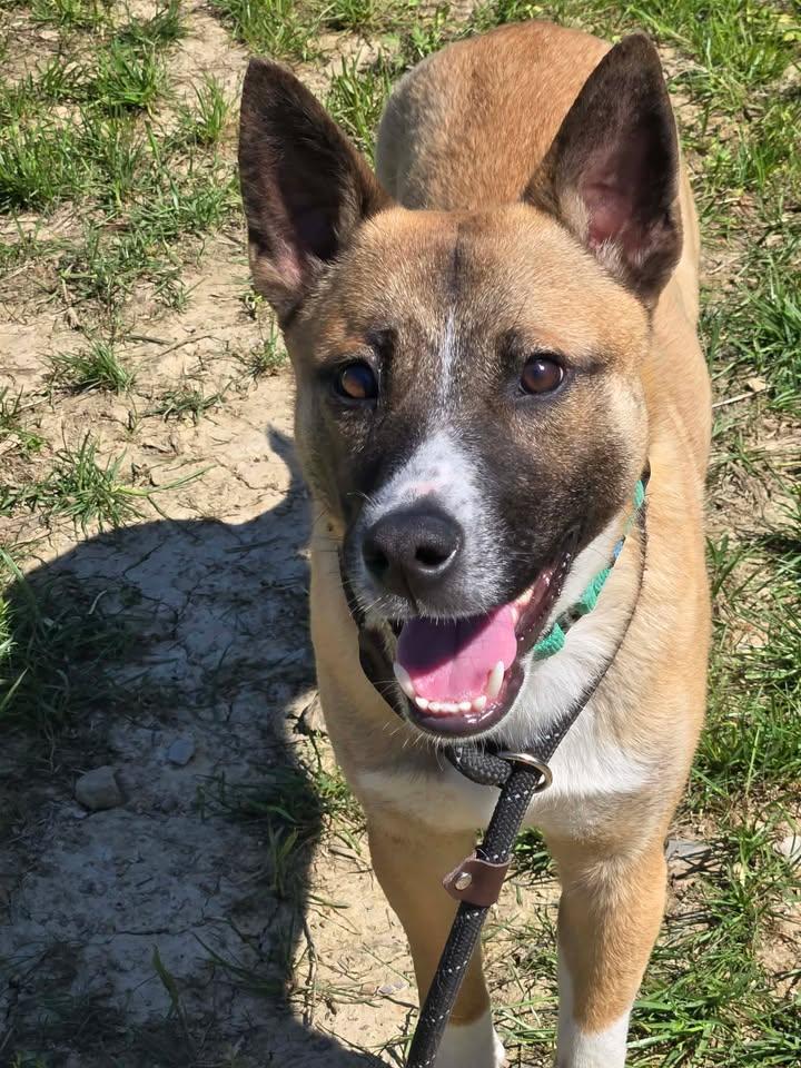 Enlarge Warburton, an adopted mixed breed in Shepherdsville, KY image 1/3