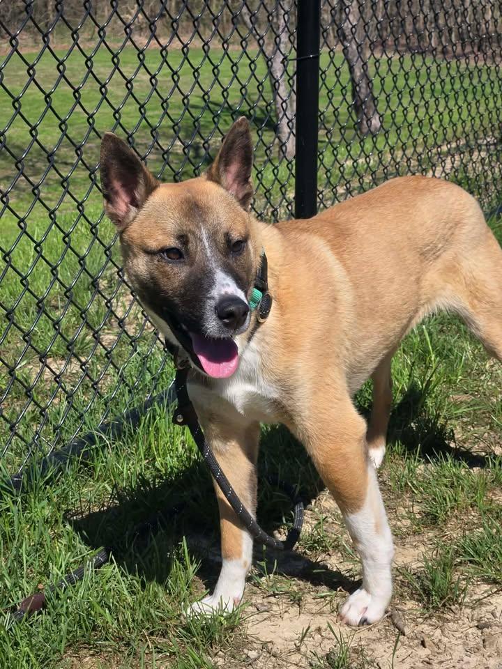 Enlarge Warburton, an adopted mixed breed in Shepherdsville, KY image 2/3