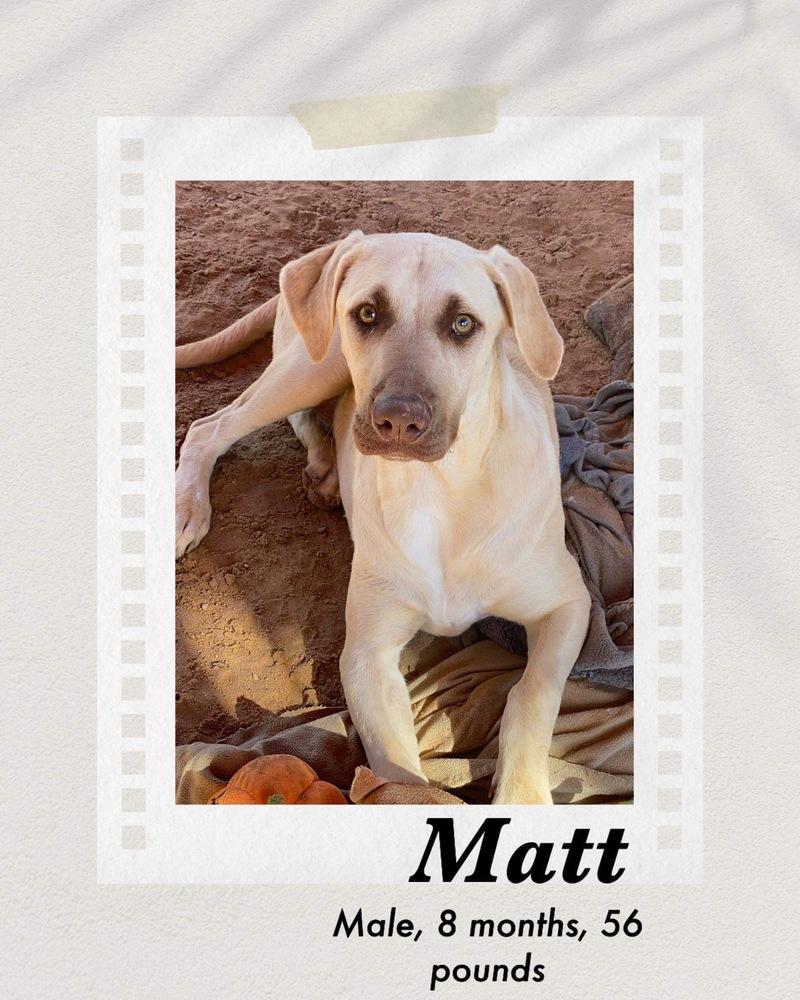 Enlarge Matt, a Adoptable mixed breed in Puerto Penasco, SON image 1/1
