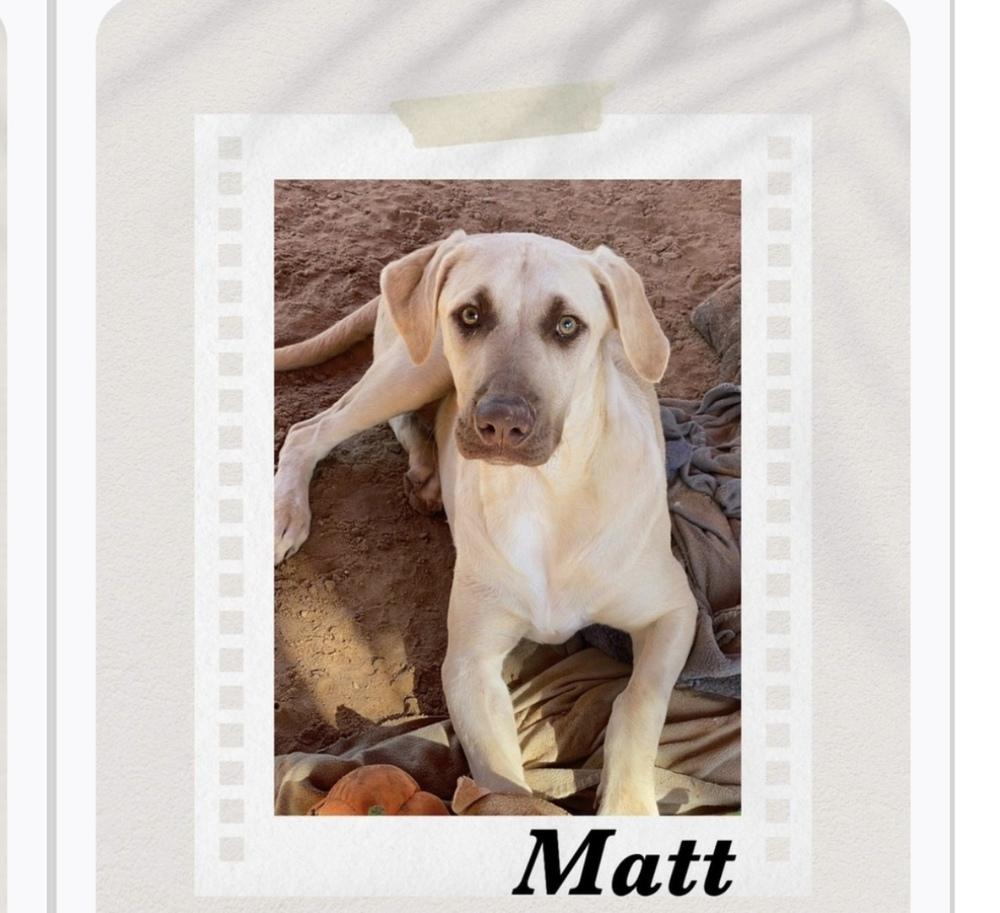 Enlarge Matt, a Adoptable mixed breed in Puerto Penasco, SON image 2/2