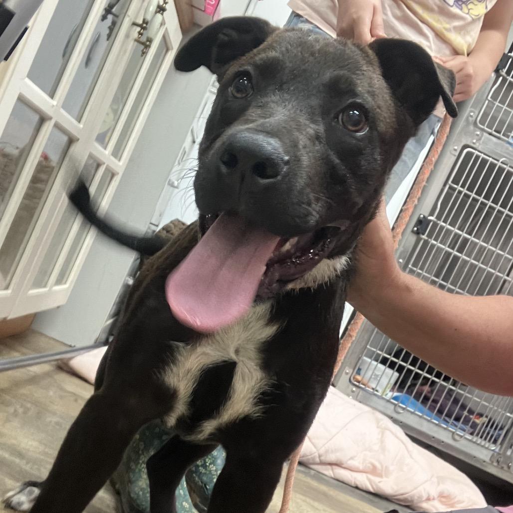 Patty, Adoptable, Young Female Terrier & Mixed Breed.