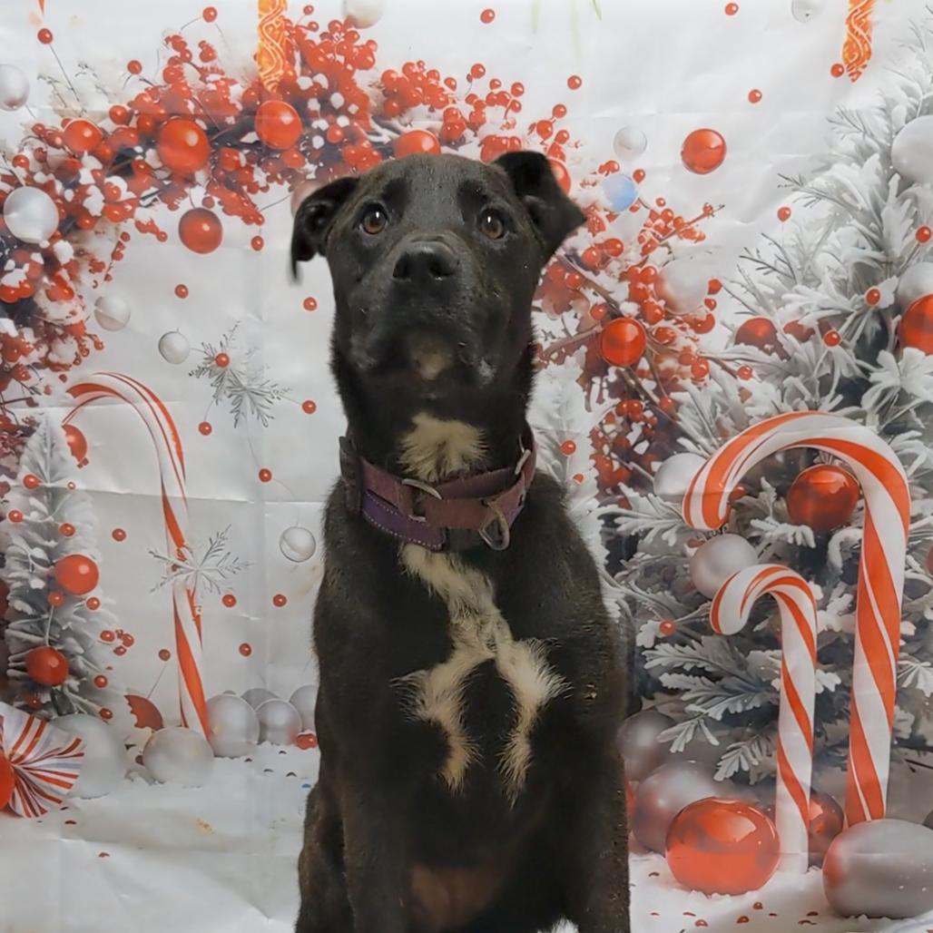 Patty, a Adoptable mixed breed in Fargo, ND image 2/2