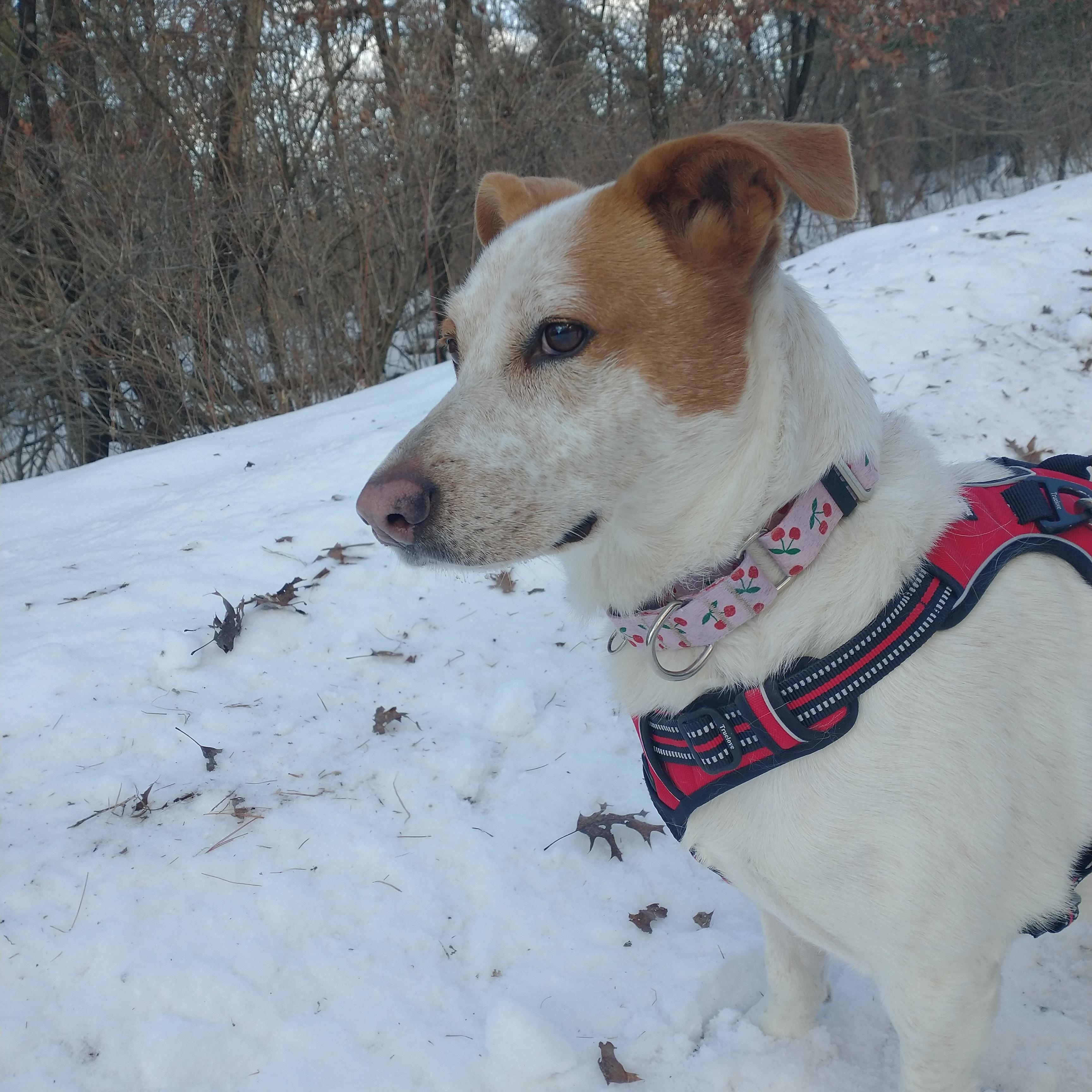 Cookie, adoptable, Adult Female Mixed Breed.
