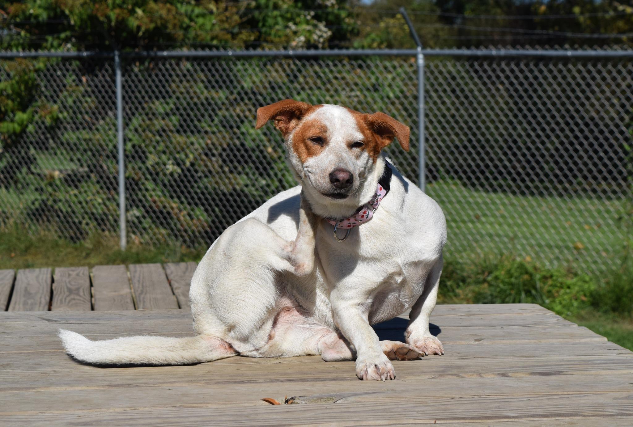 Enlarge Cookie, an adoptable Mixed Breed in Tomah, WI image 3/5