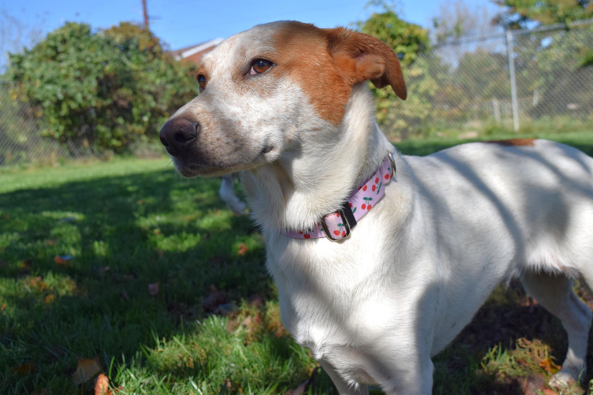 Enlarge Cookie, an adoptable Mixed Breed in Tomah, WI image 5/5