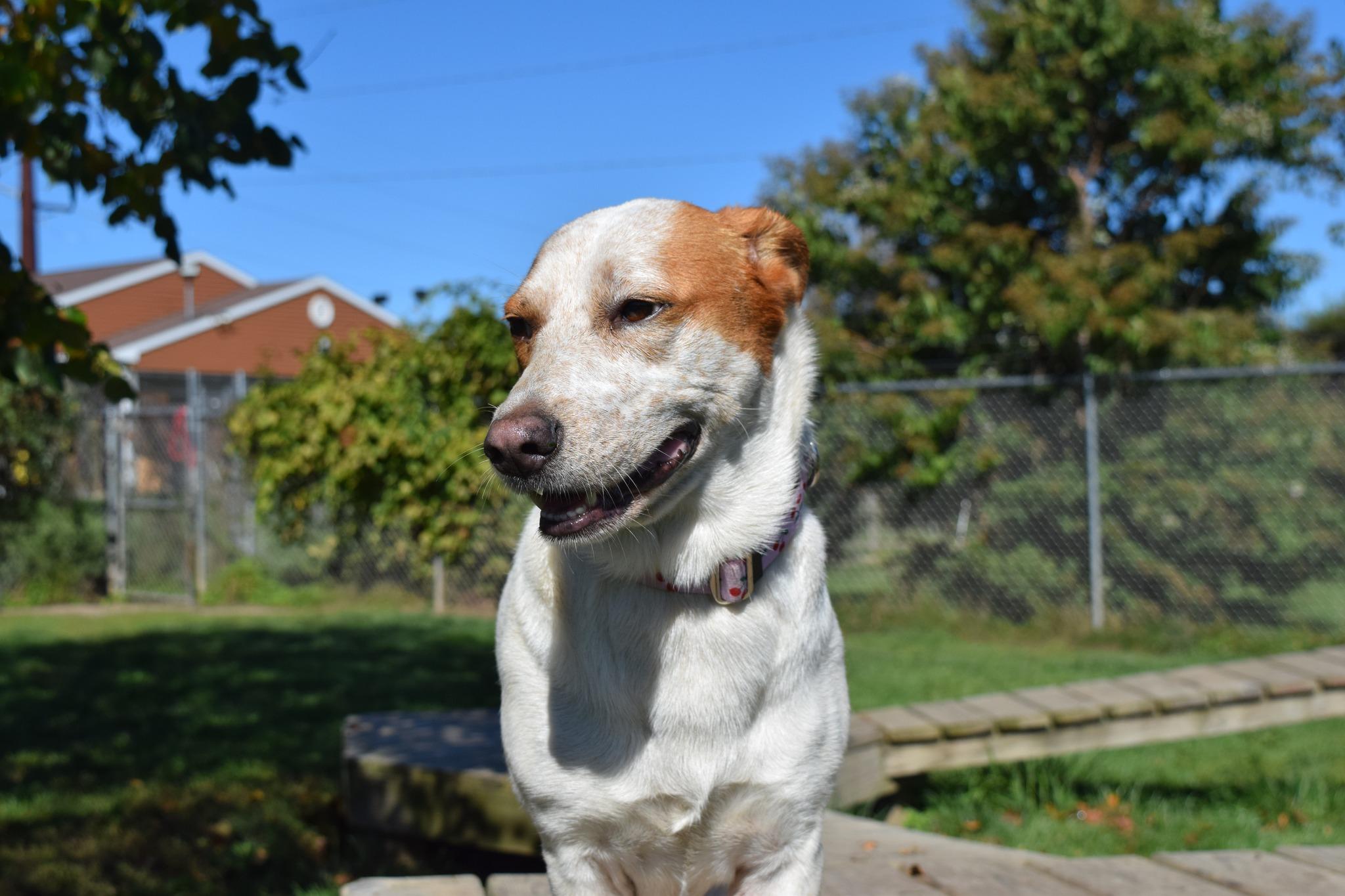 Enlarge Cookie, an adoptable Mixed Breed in Tomah, WI image 4/5