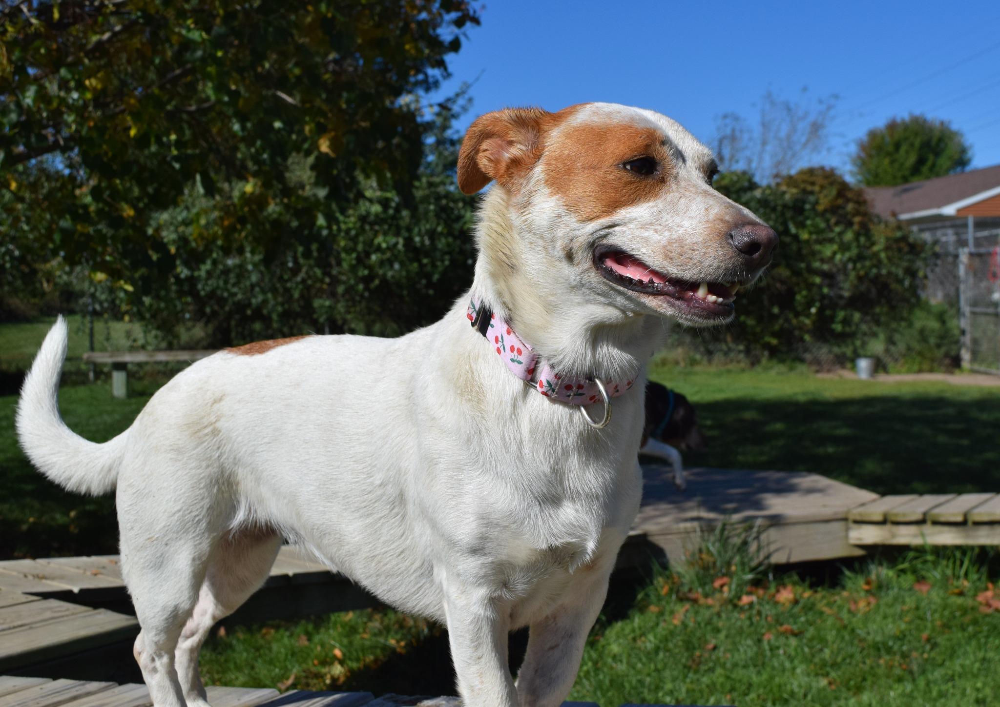 Cookie, adoptable, Adult Female Mixed Breed.