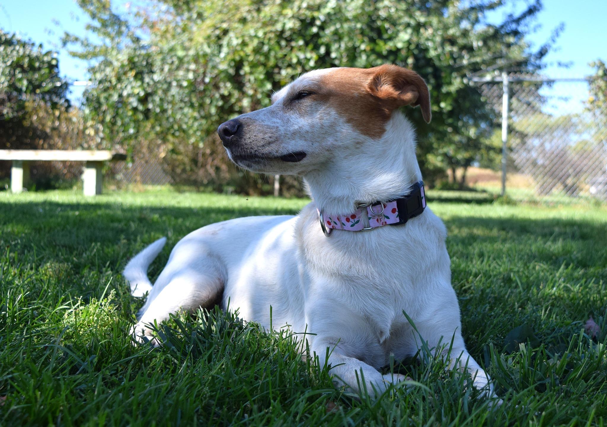 Enlarge Cookie, an adoptable Mixed Breed in Tomah, WI image 2/5