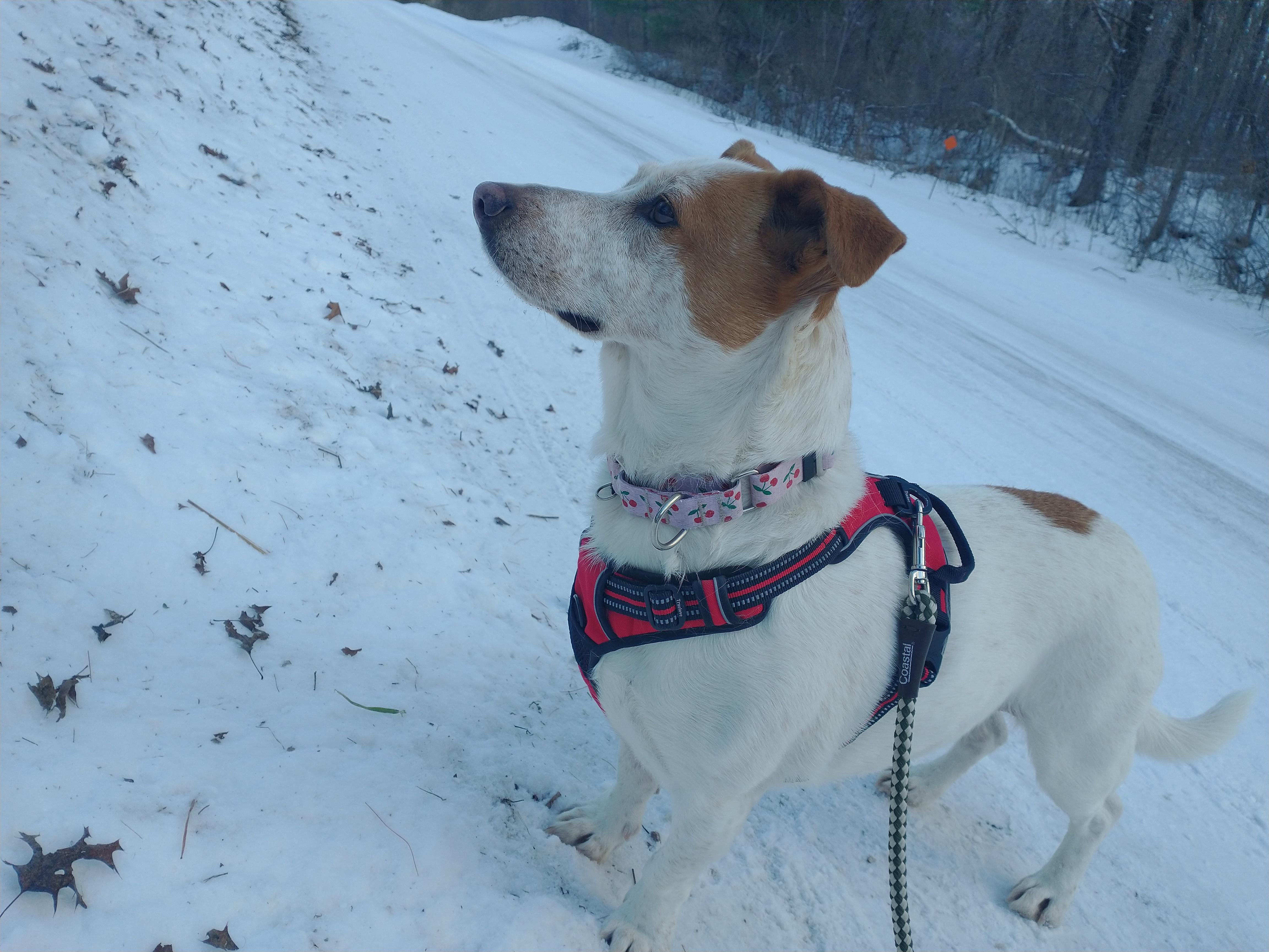 Enlarge Cookie, an adoptable Mixed Breed in Tomah, WI image 5/5