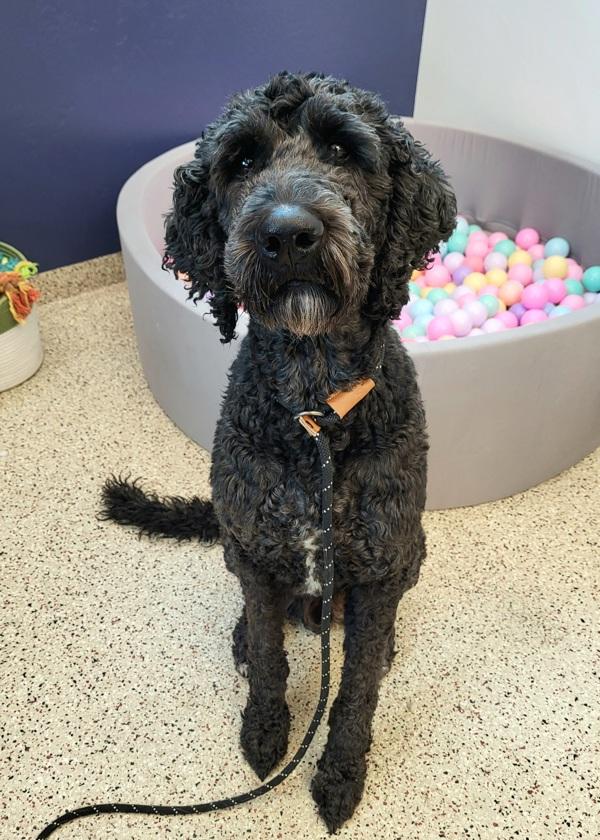 Nixon 45663, Adoptable, Adult Male Labradoodle.