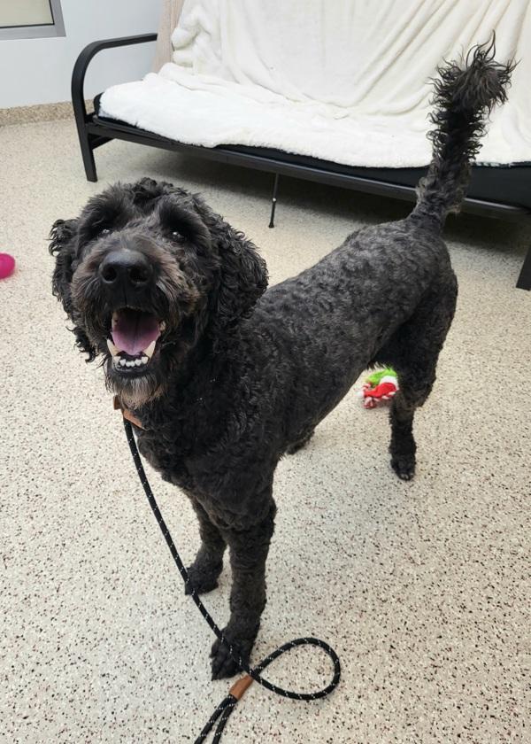 Nixon 45663, a Adoptable mixed breed in Pocatello, ID image 3/5