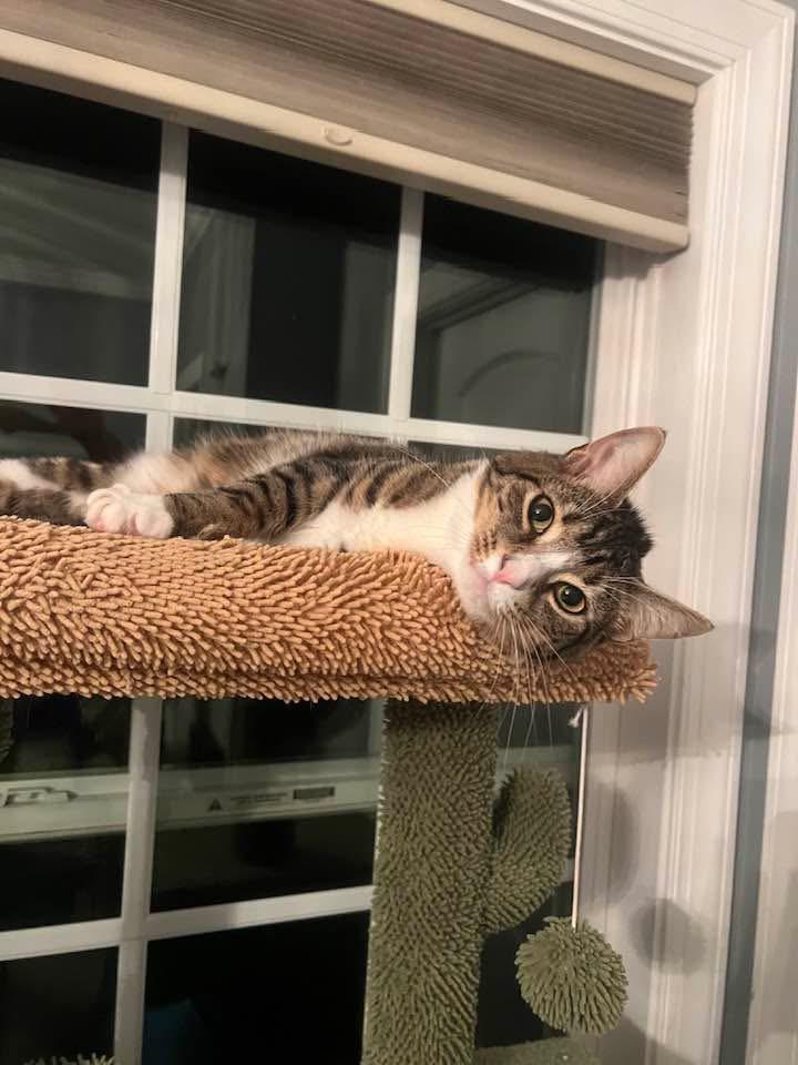Enlarge Gidget & Gadget, a Adopted Domestic Short Hair in Leesburg, VA image 1/5