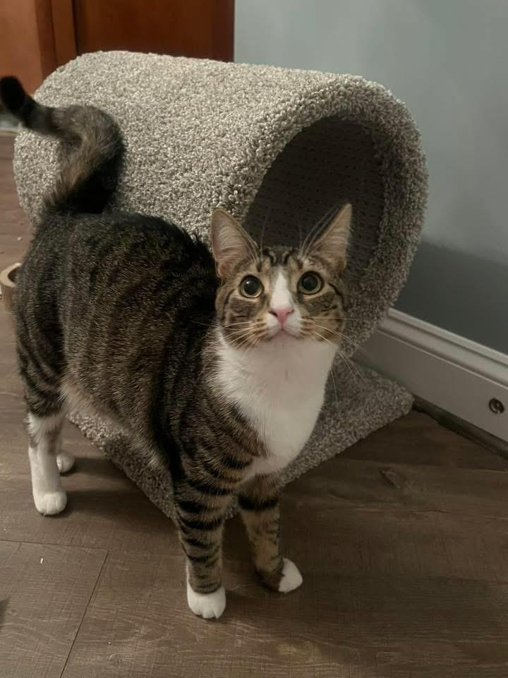 Enlarge Gidget & Gadget, a Adopted Domestic Short Hair in Leesburg, VA image 2/5