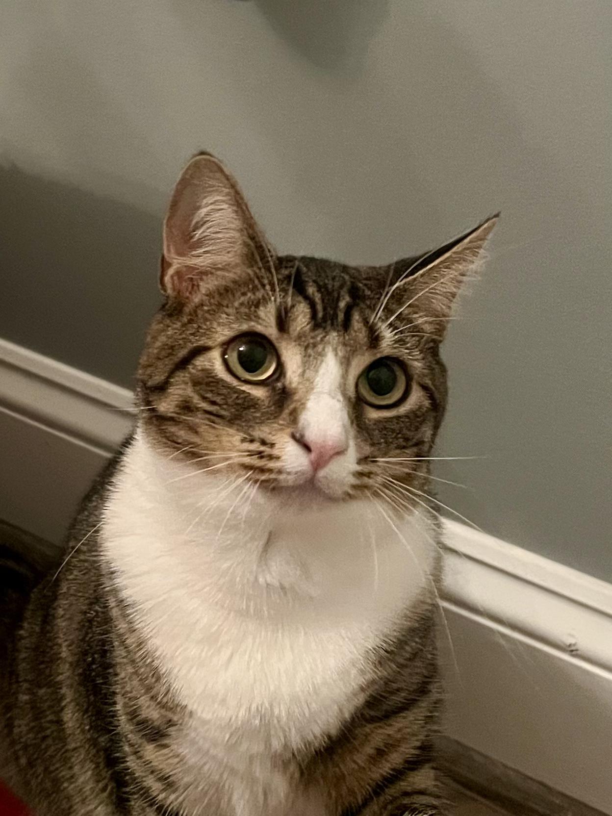 Enlarge Gidget & Gadget, a Adopted Domestic Short Hair in Leesburg, VA image 3/5