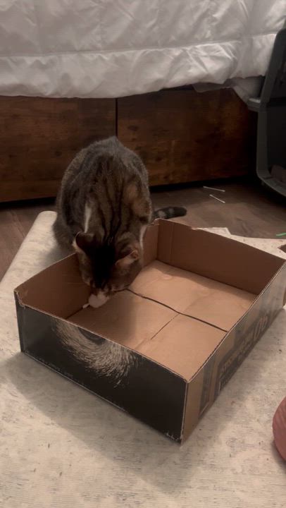 Enlarge Gidget & Gadget, a Adopted Domestic Short Hair in Leesburg, VA video 5/5