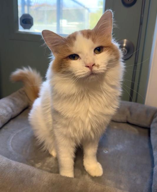 Arthur, Adopted, Adult Male Domestic Medium Hair.