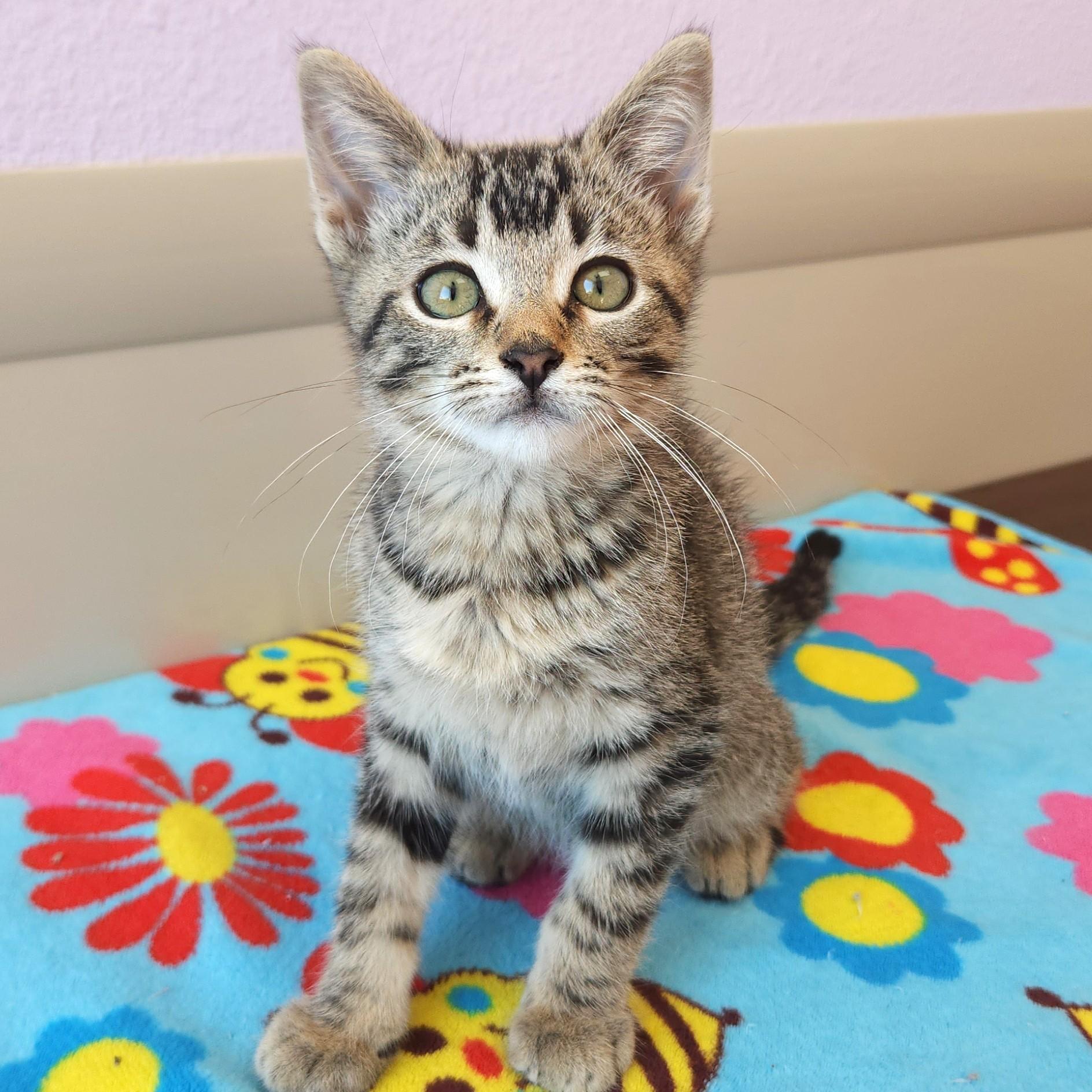 Skip, Adoptable, Kitten Male Tabby.