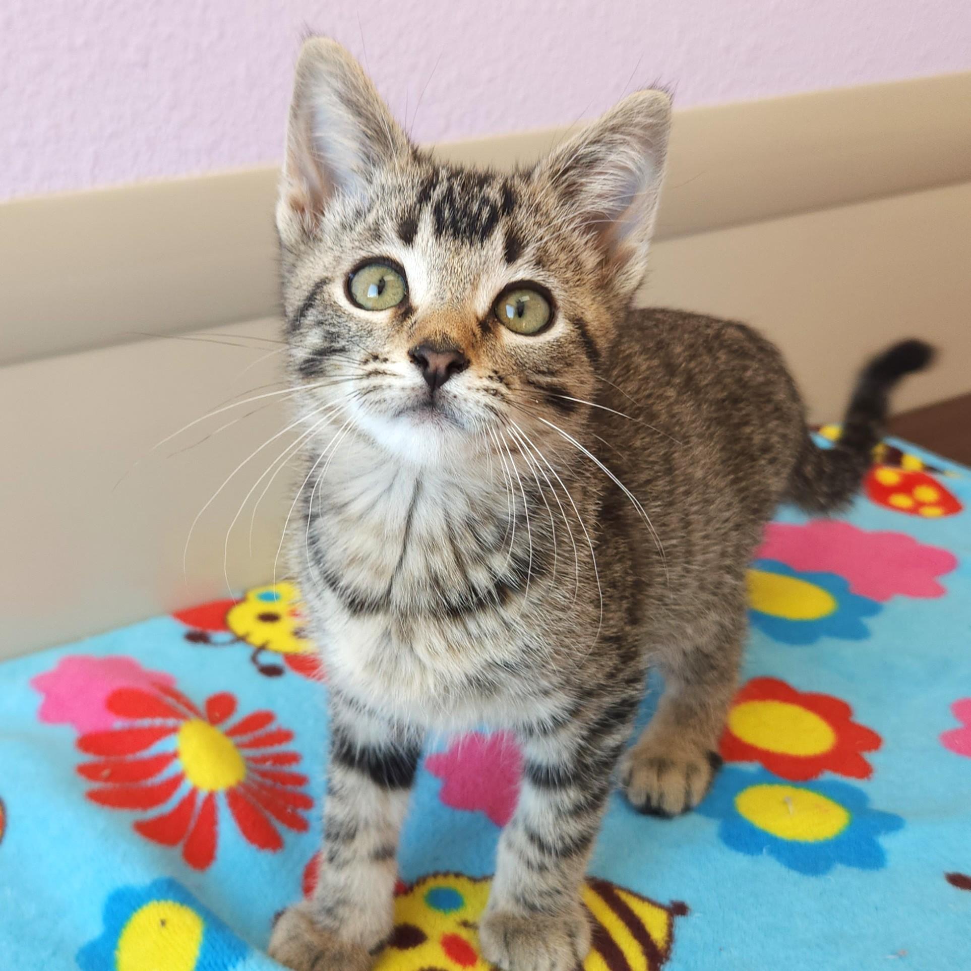 Skip, a Adoptable Tabby in Marshfield, WI image 2/5