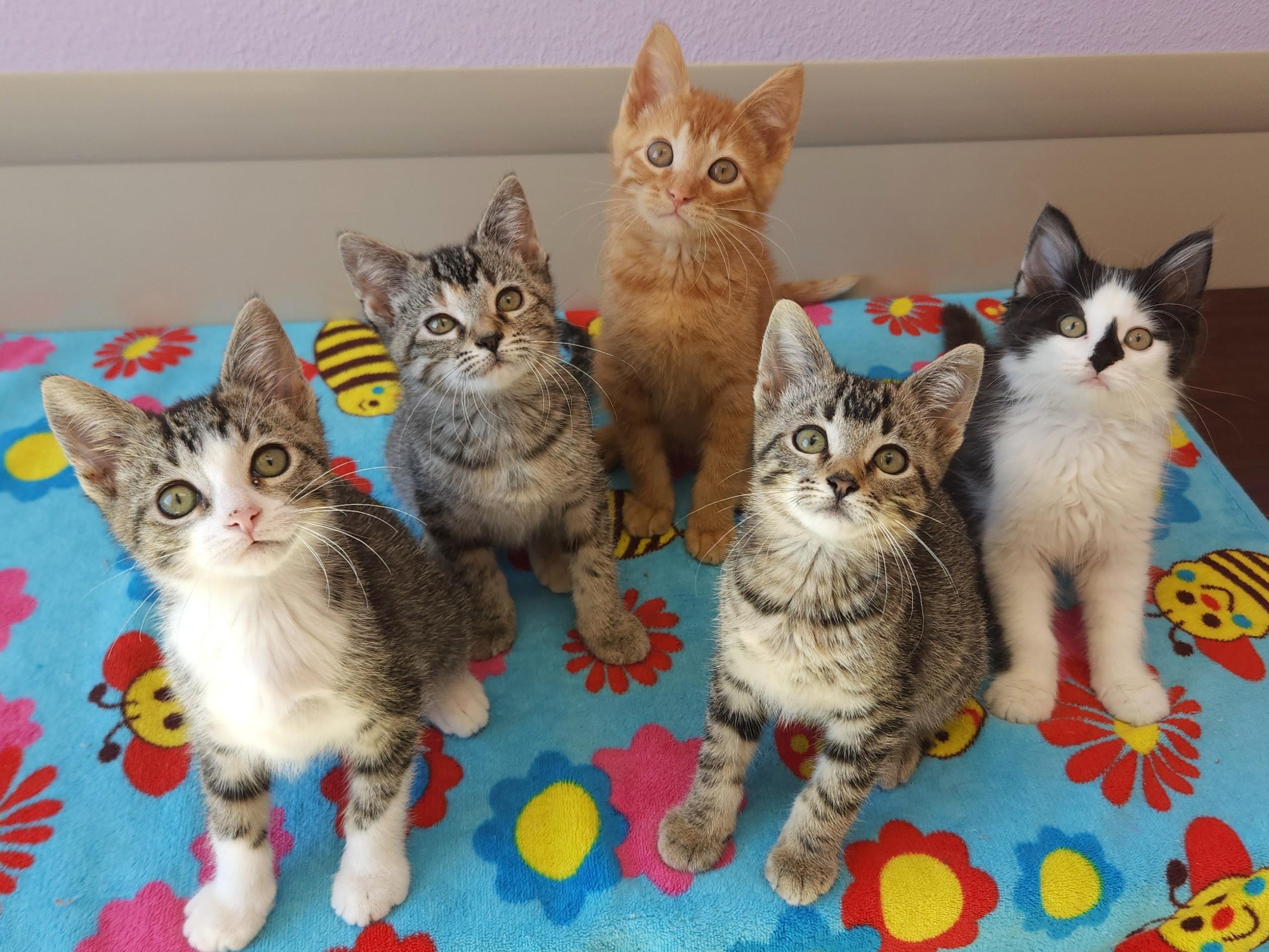 Skip, a Adoptable Tabby in Marshfield, WI image 4/5