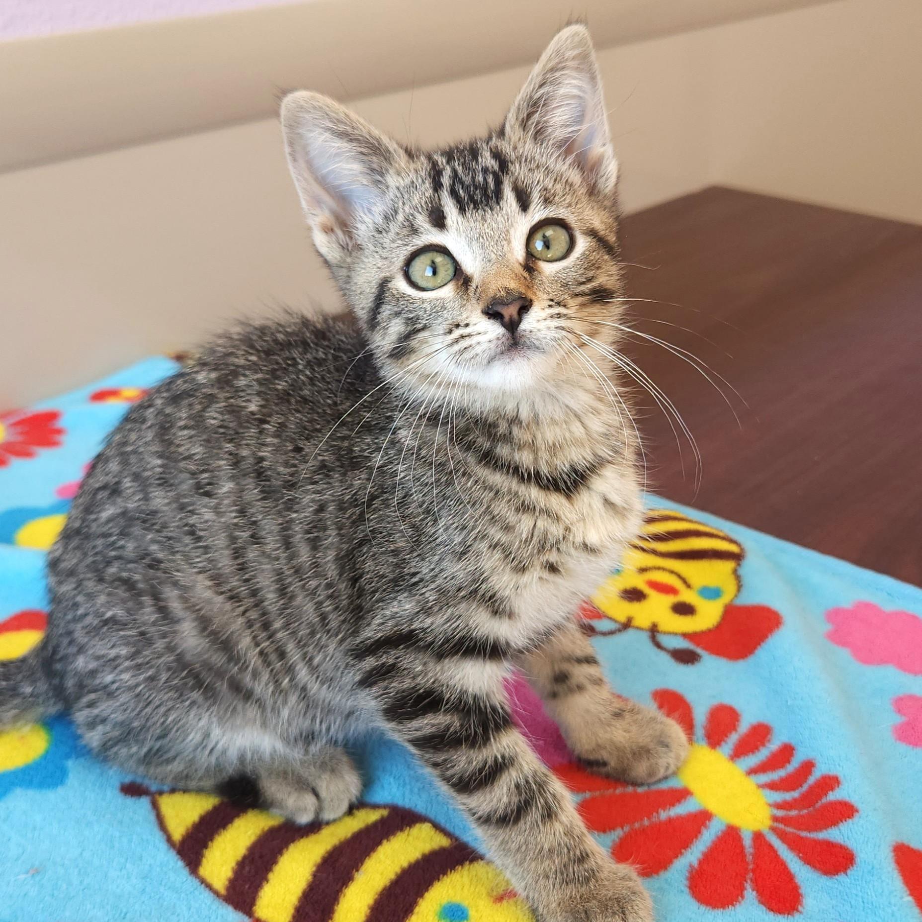 Skip, a Adoptable Tabby in Marshfield, WI image 3/5