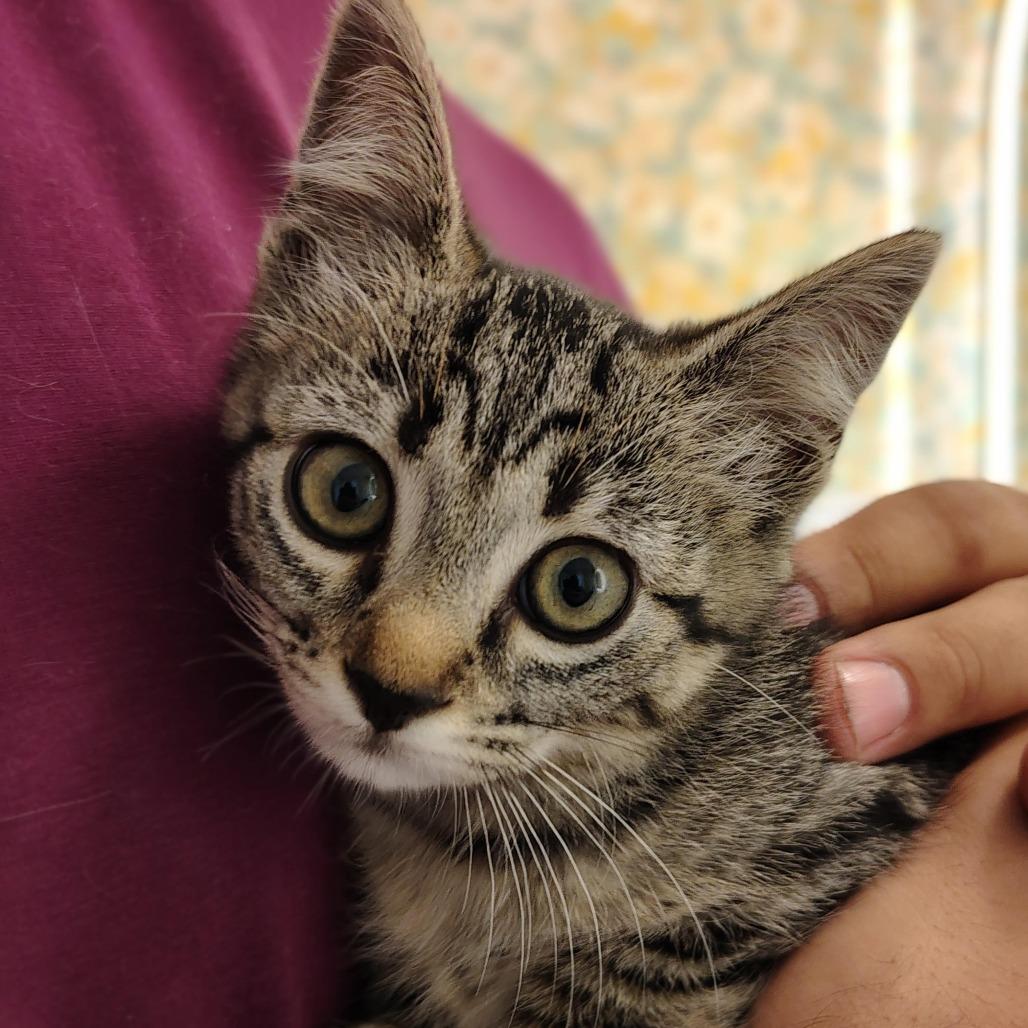 Cake, Adoptable, Young Female Domestic Short Hair.