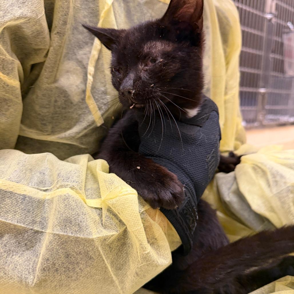 Enlarge Germander, a Adoptable Domestic Short Hair in Winston-Salem, NC image 1/1
