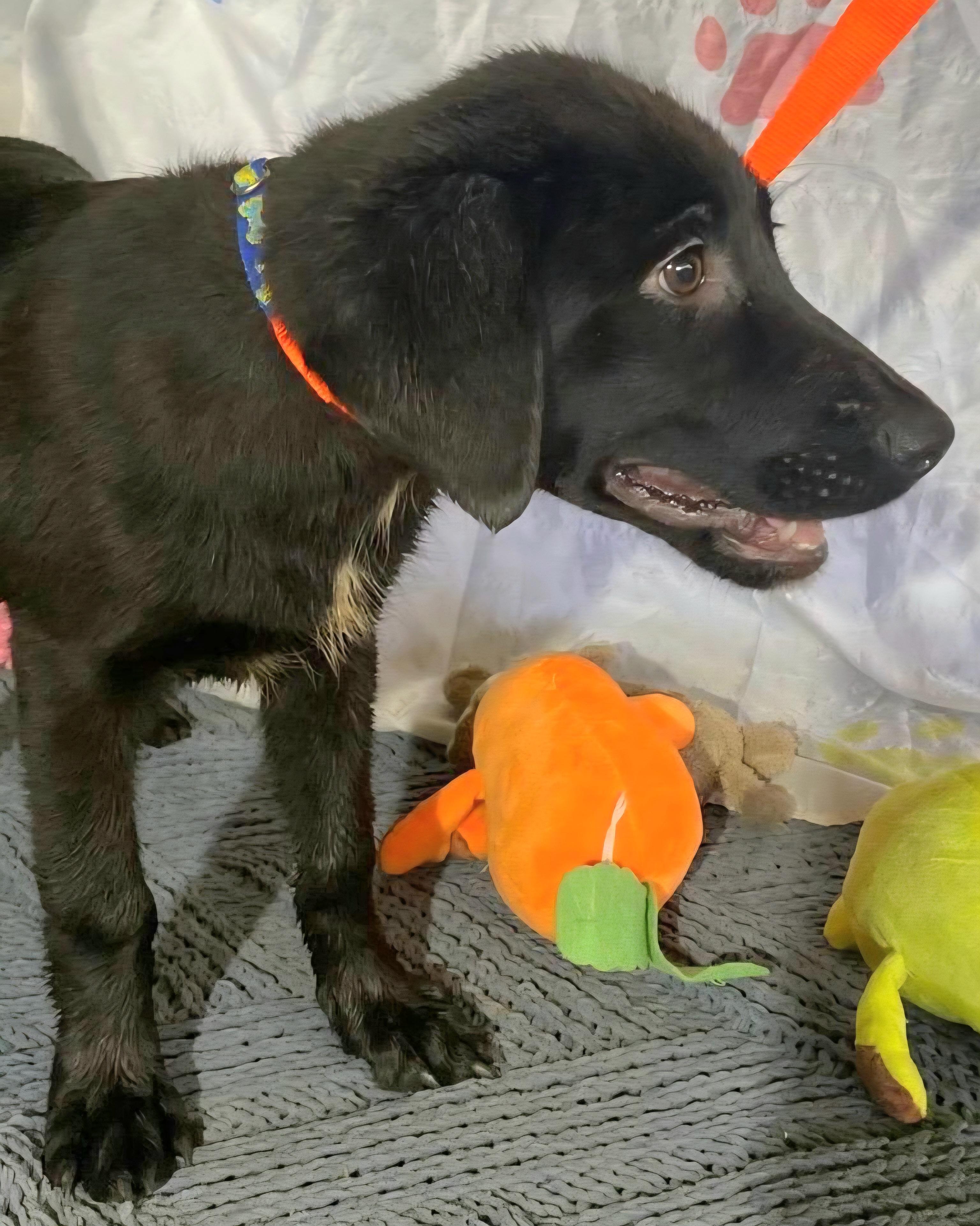 Oso Oreo "love Me. thumbnail 3