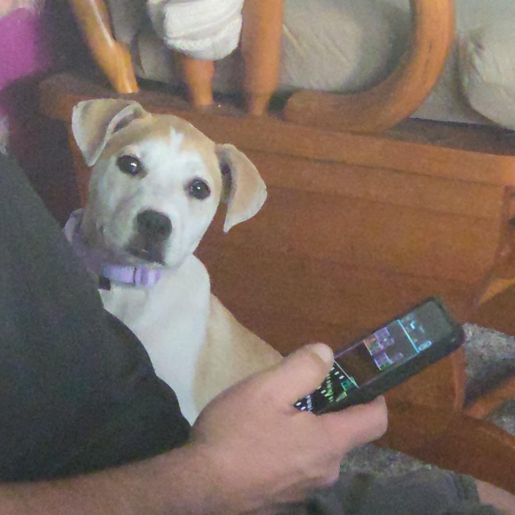 Peanut, a Adoptable mixed breed in Tomah, WI image 1/6