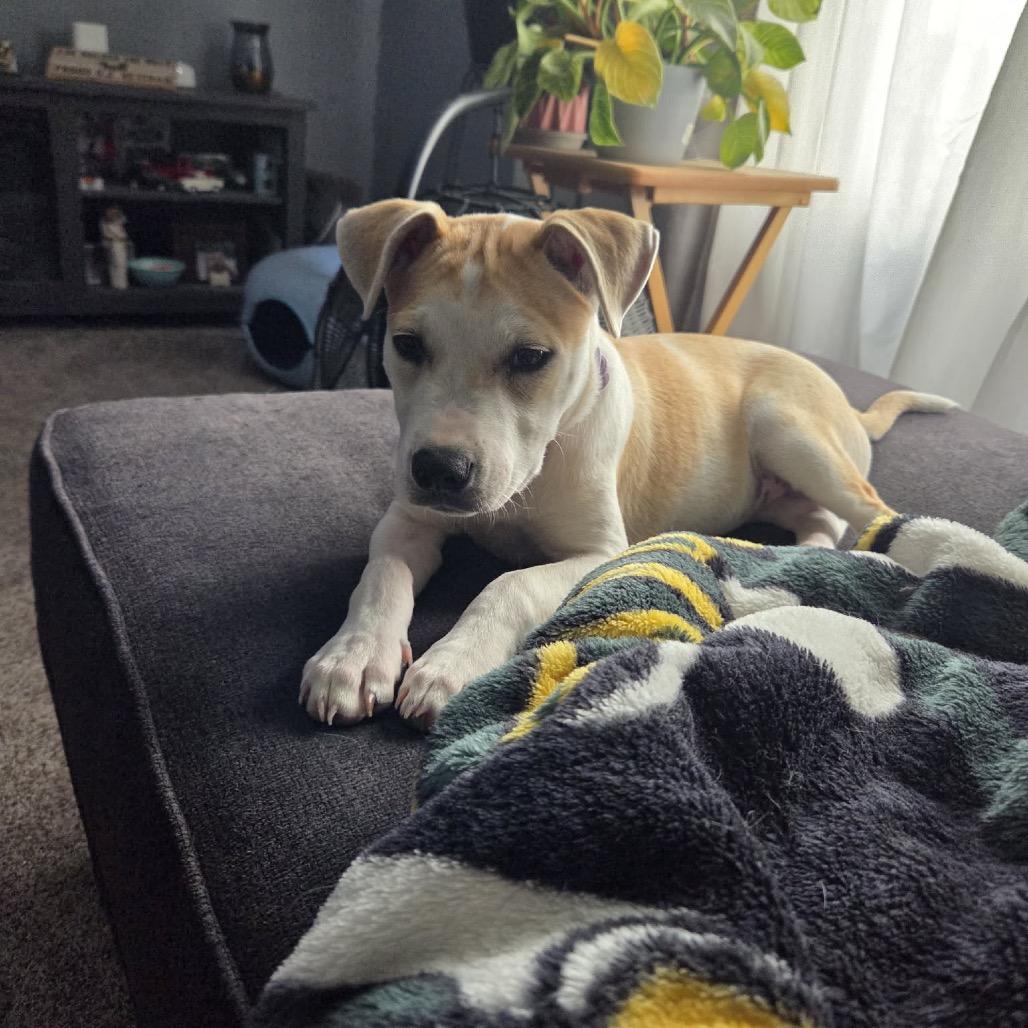 Peanut, a Adoptable mixed breed in Tomah, WI image 2/6
