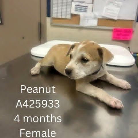 Peanut, a Adoptable mixed breed in Tomah, WI image 4/6