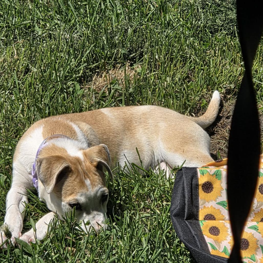 Peanut, a Adoptable mixed breed in Tomah, WI image 5/6