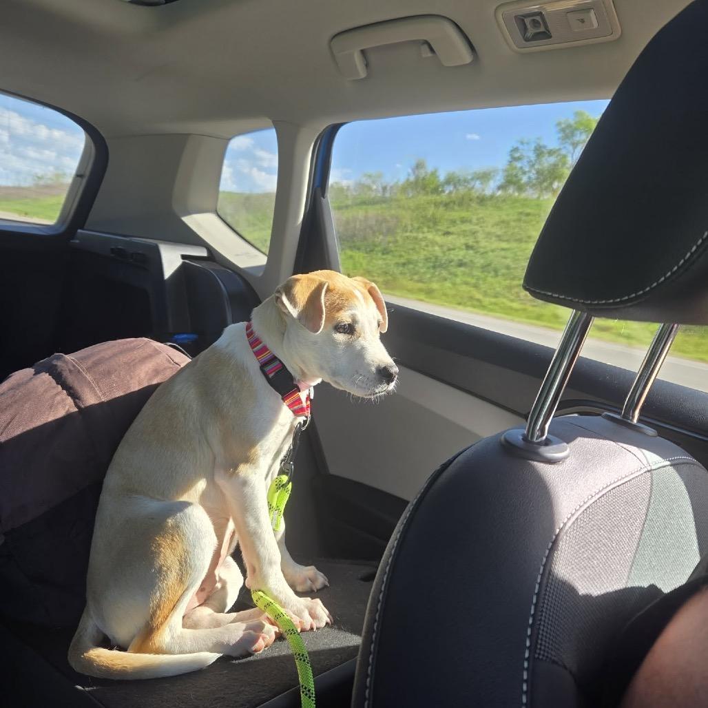 Peanut, a Adoptable mixed breed in Tomah, WI image 6/6