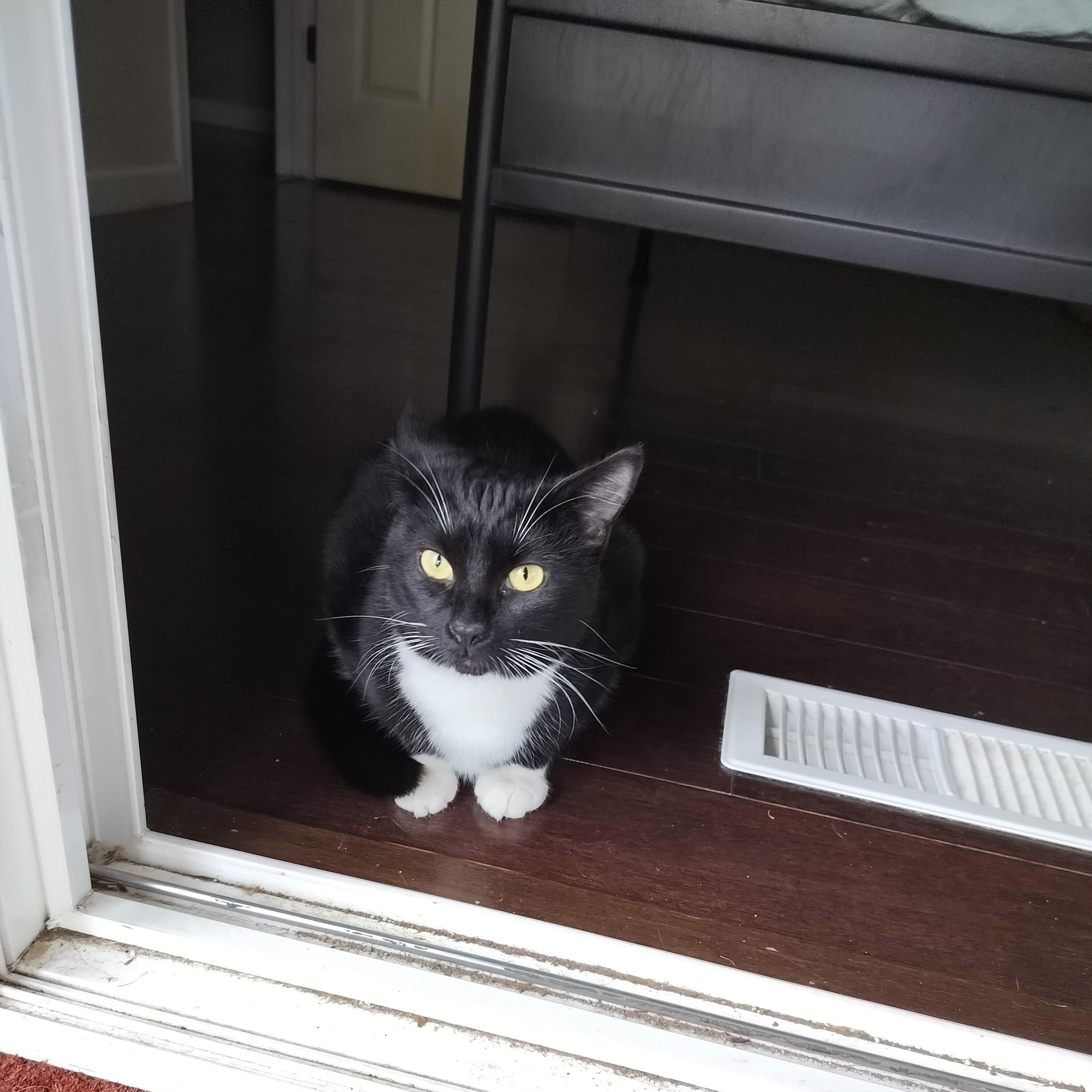 Sparkles- see video!, a Adoptable Domestic Short Hair in Portland, OR image 3/6