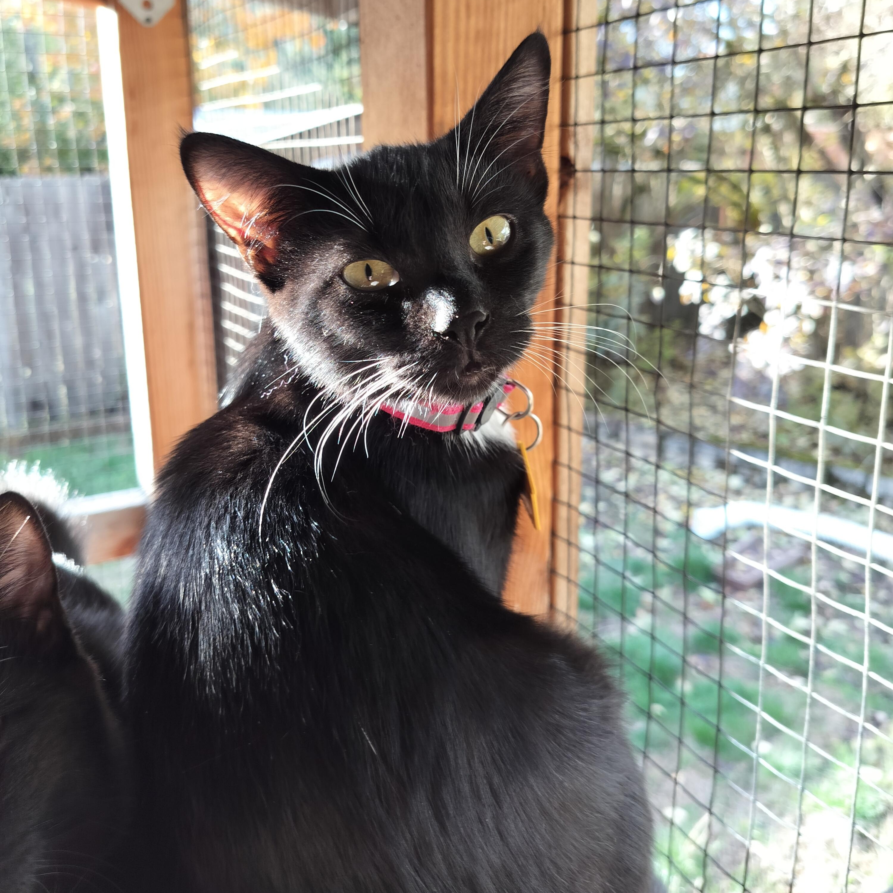 Sparkles!, a Adoptable Domestic Short Hair in Portland, OR image 4/6