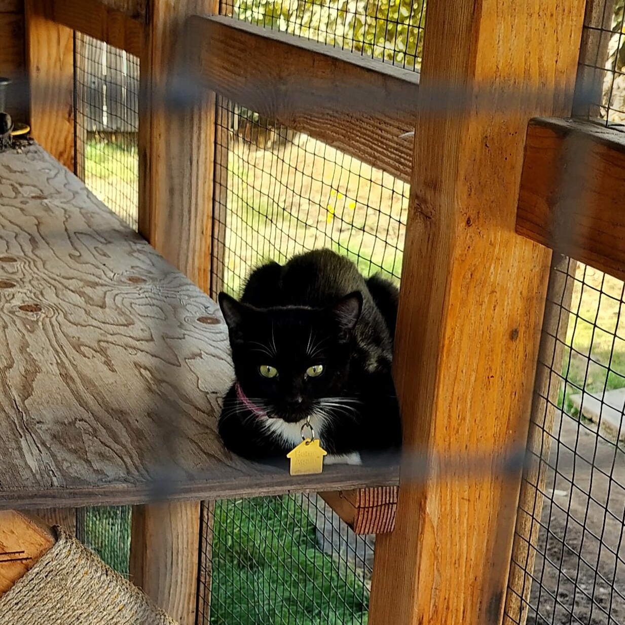 Sparkles!, a Adoptable Domestic Short Hair in Portland, OR image 3/6