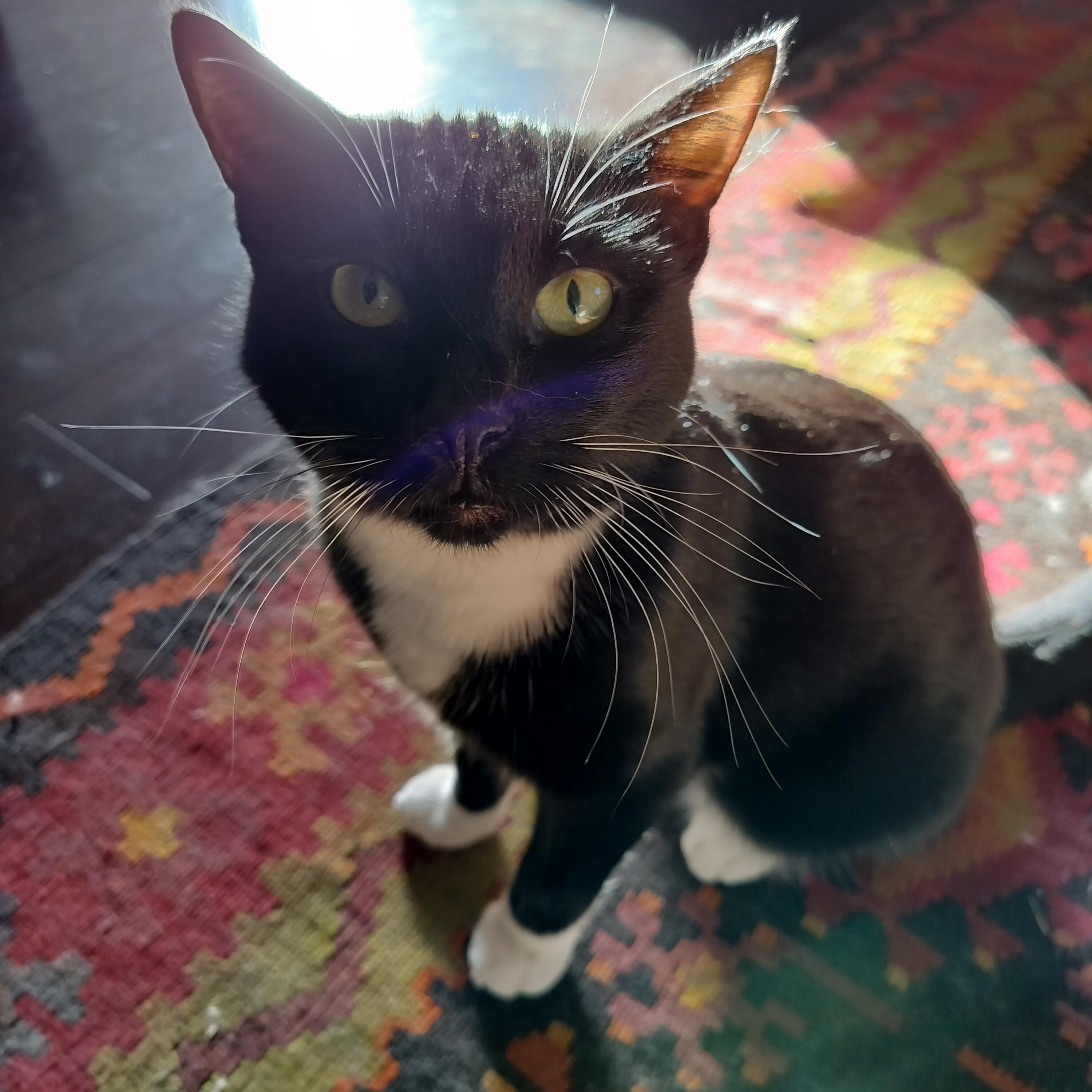 Sparkles- see video!, a Adoptable Domestic Short Hair in Portland, OR image 4/6