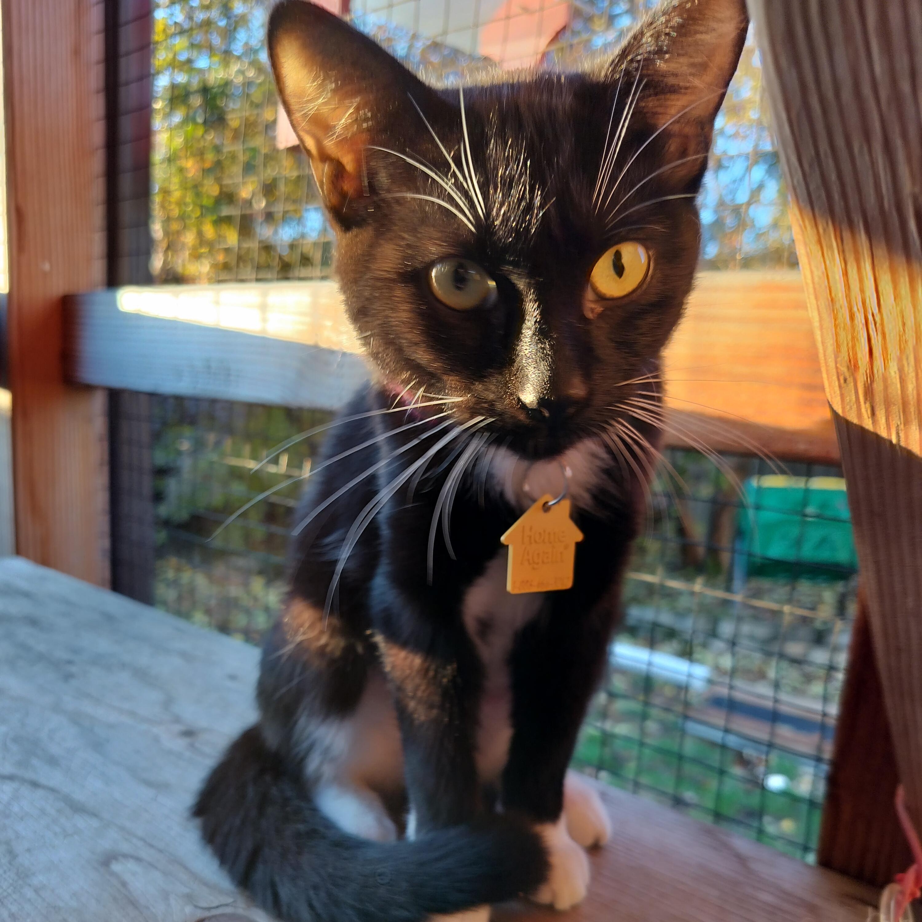 Sparkles!, a Adoptable Domestic Short Hair in Portland, OR image 1/6
