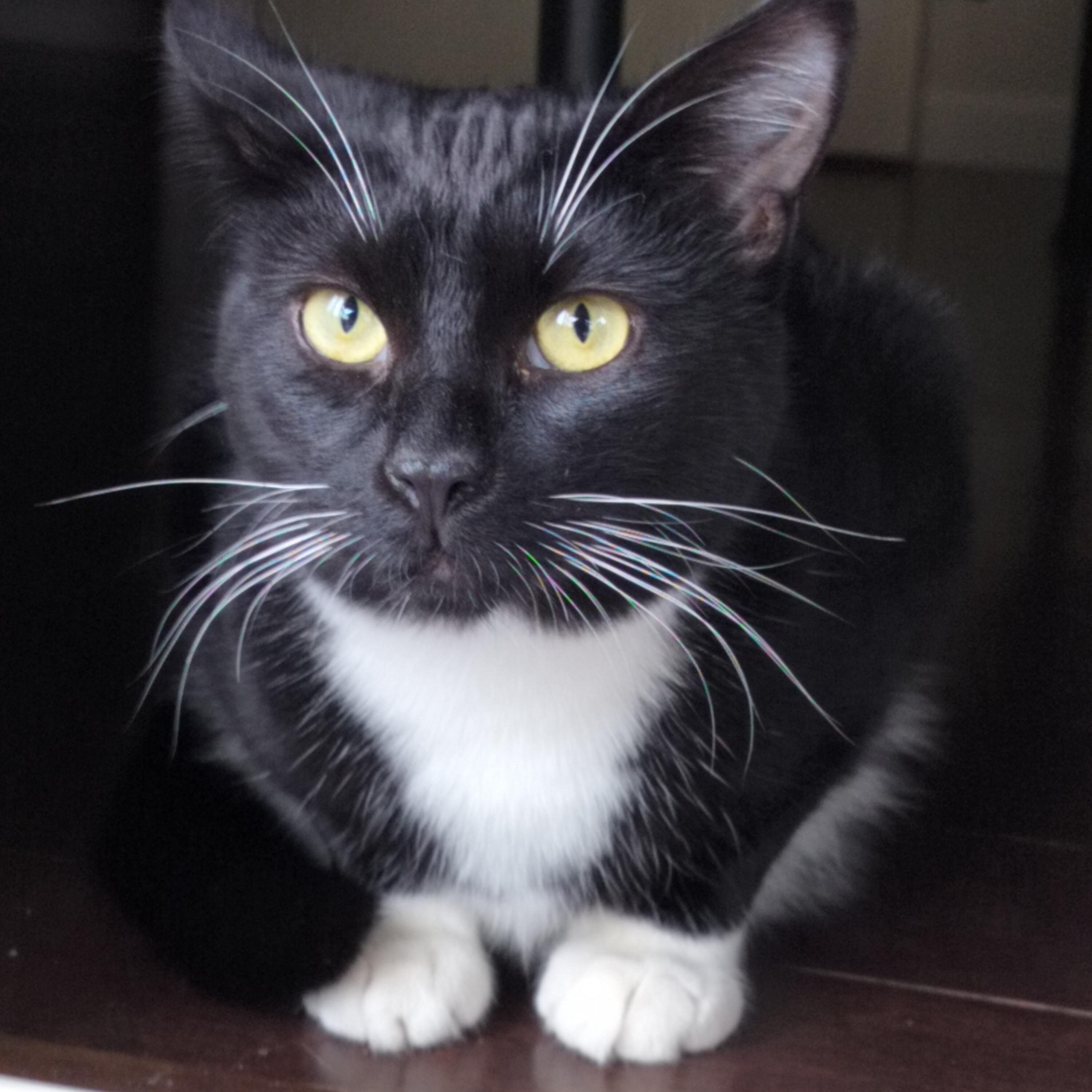 Sparkles- see video!, Adoptable, Kitten Female Domestic Short Hair.