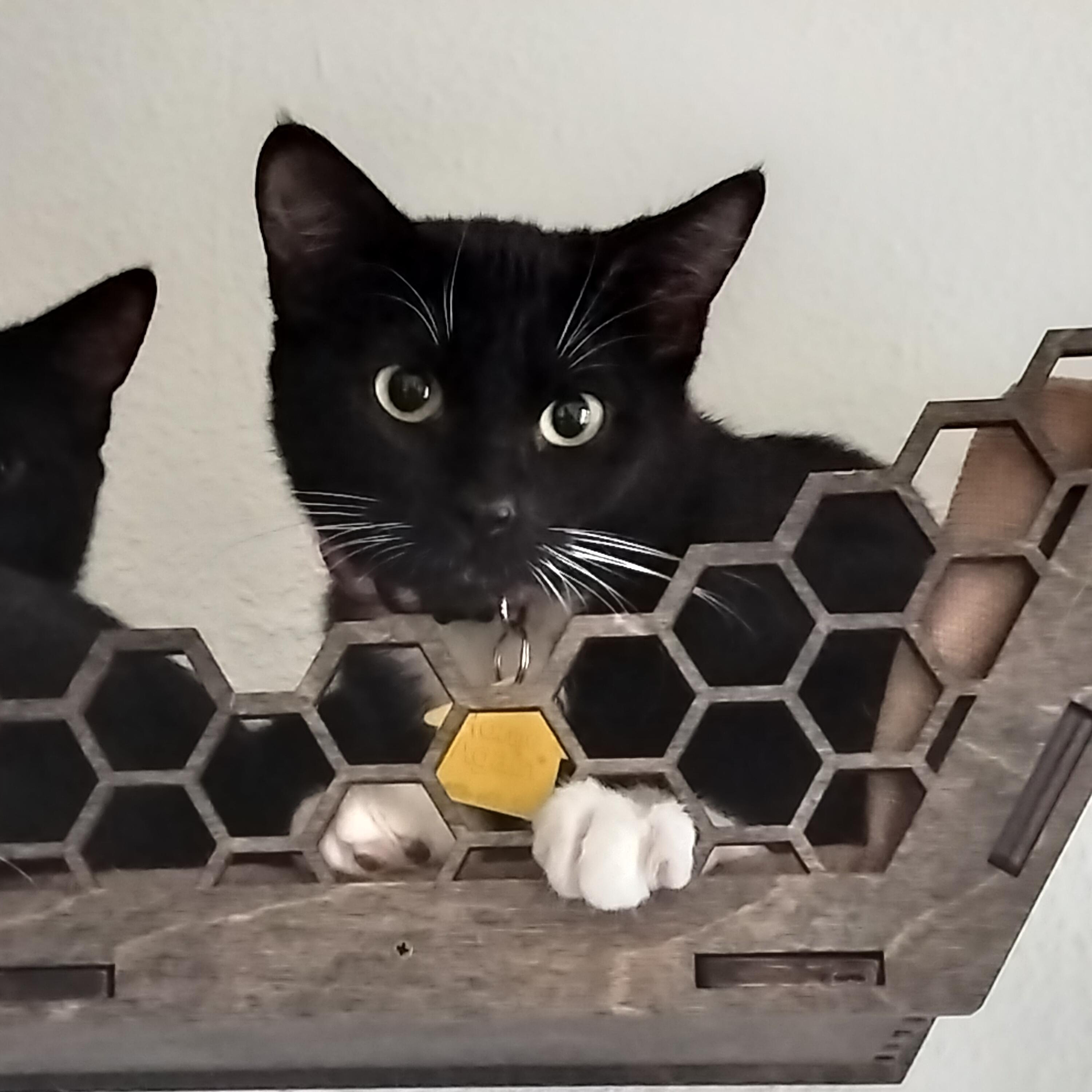 Sparkles!, a Adoptable Domestic Short Hair in Portland, OR image 2/6