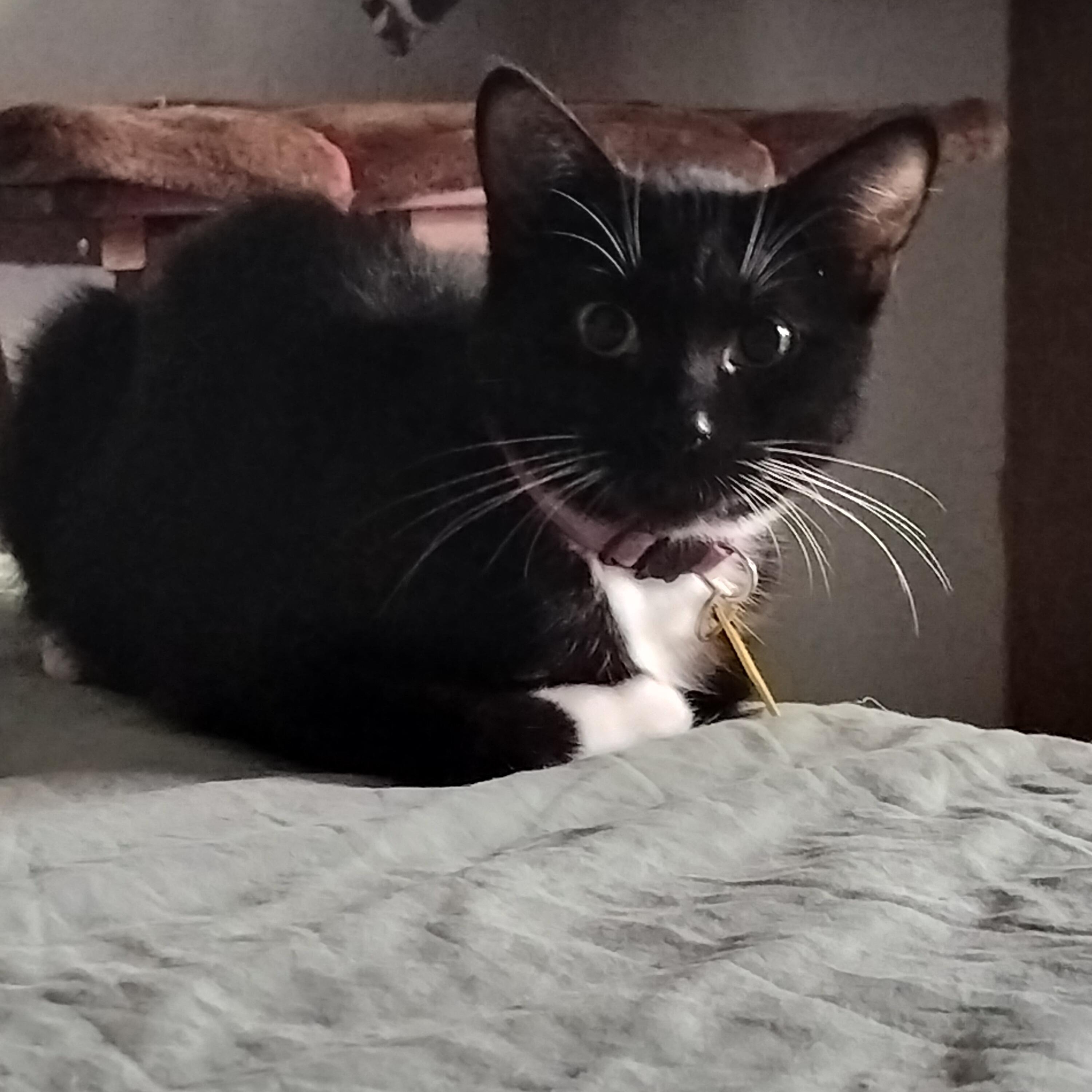 Sparkles!, a Adoptable Domestic Short Hair in Portland, OR image 5/6