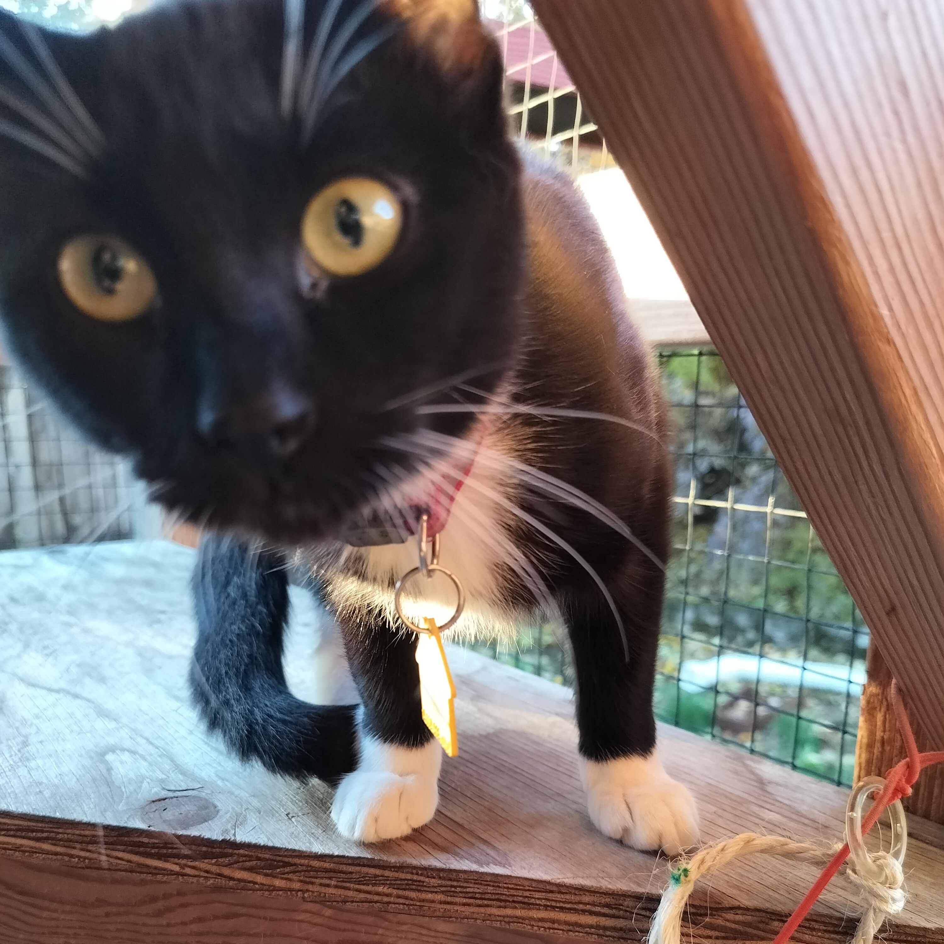 Sparkles!, a Adoptable Domestic Short Hair in Portland, OR image 6/6