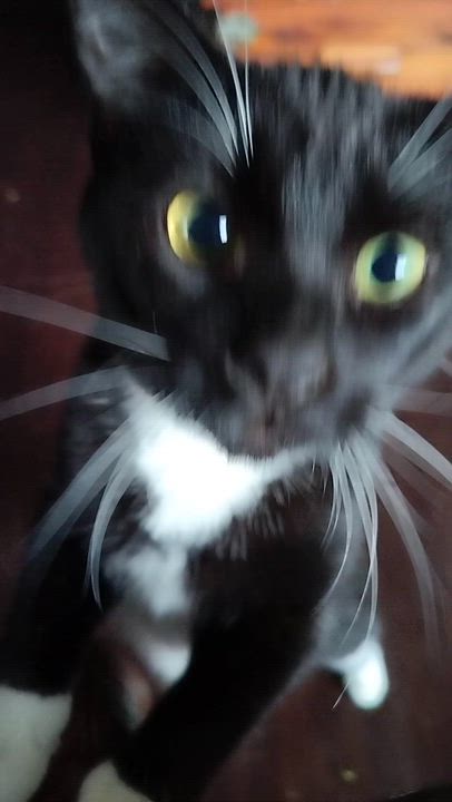 Enlarge Sparkles- see video!, a Adoptable Domestic Short Hair in Portland, OR video 5/6