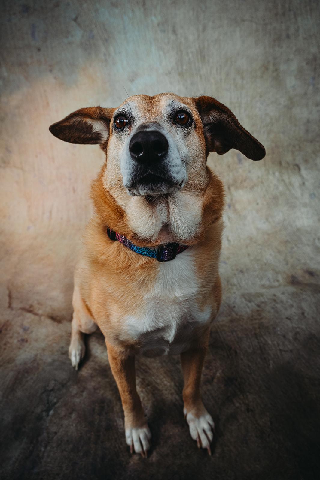 Roxie, Adoptable, Senior Female Hound & Mixed Breed.