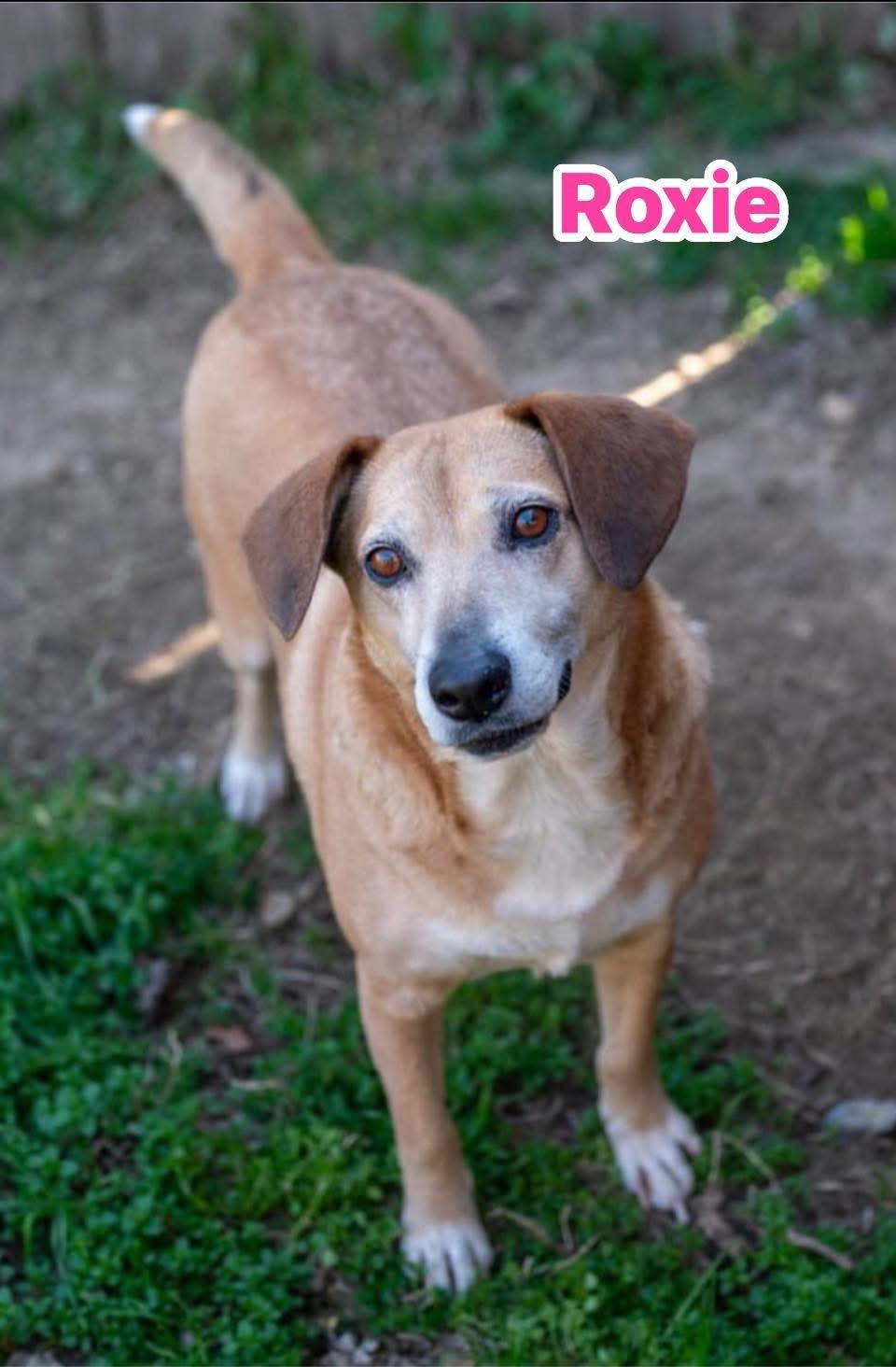 Enlarge Roxie, a Adoptable mixed breed in Billerica, MA image 2/5