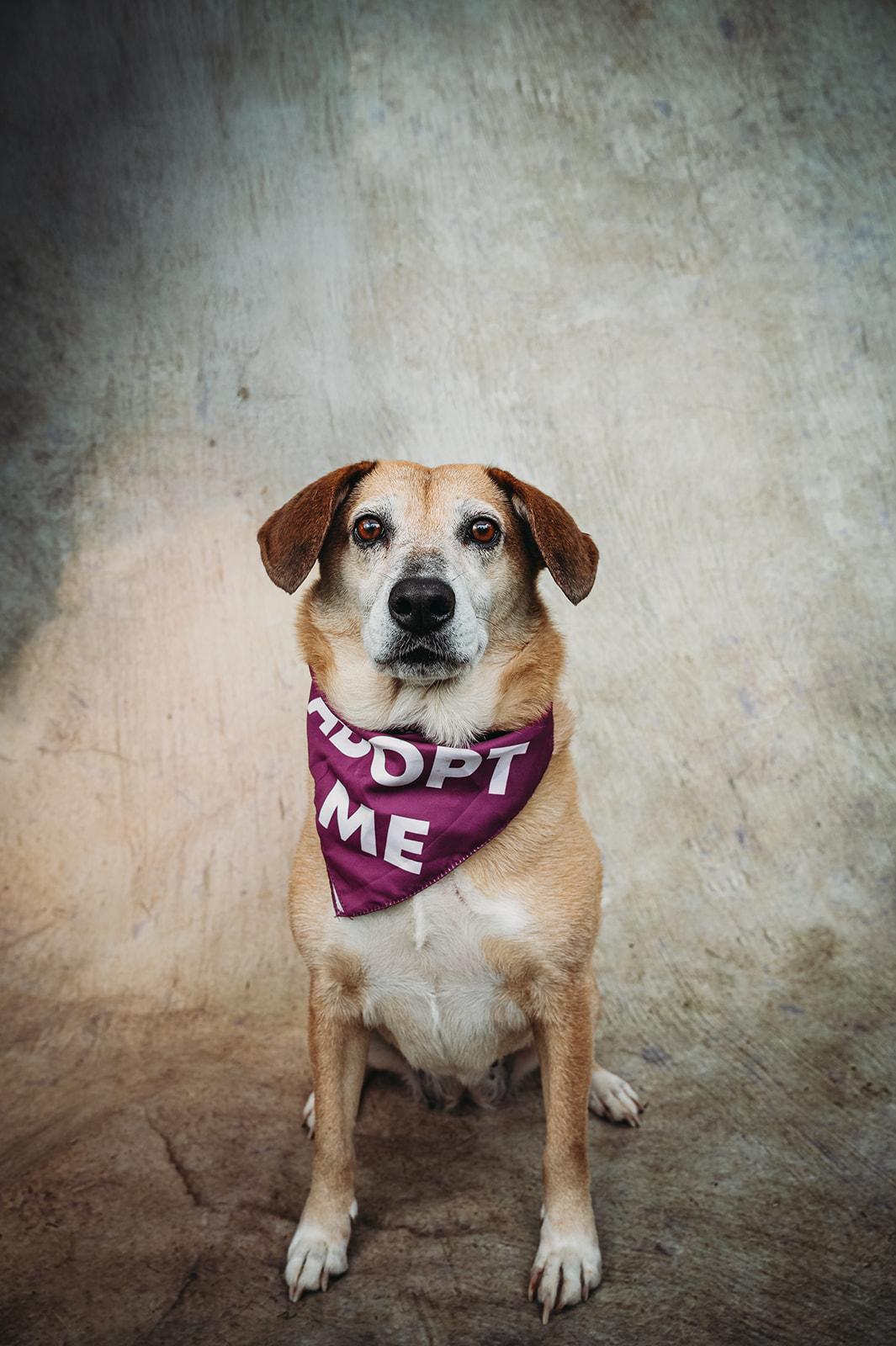 Enlarge Roxie, a Adoptable mixed breed in Billerica, MA image 3/5