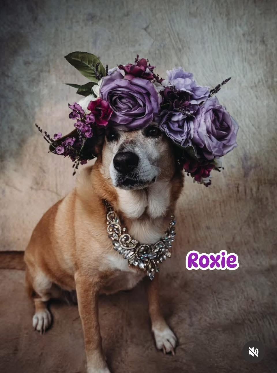 Enlarge Roxie, a Adoptable mixed breed in Billerica, MA image 4/5