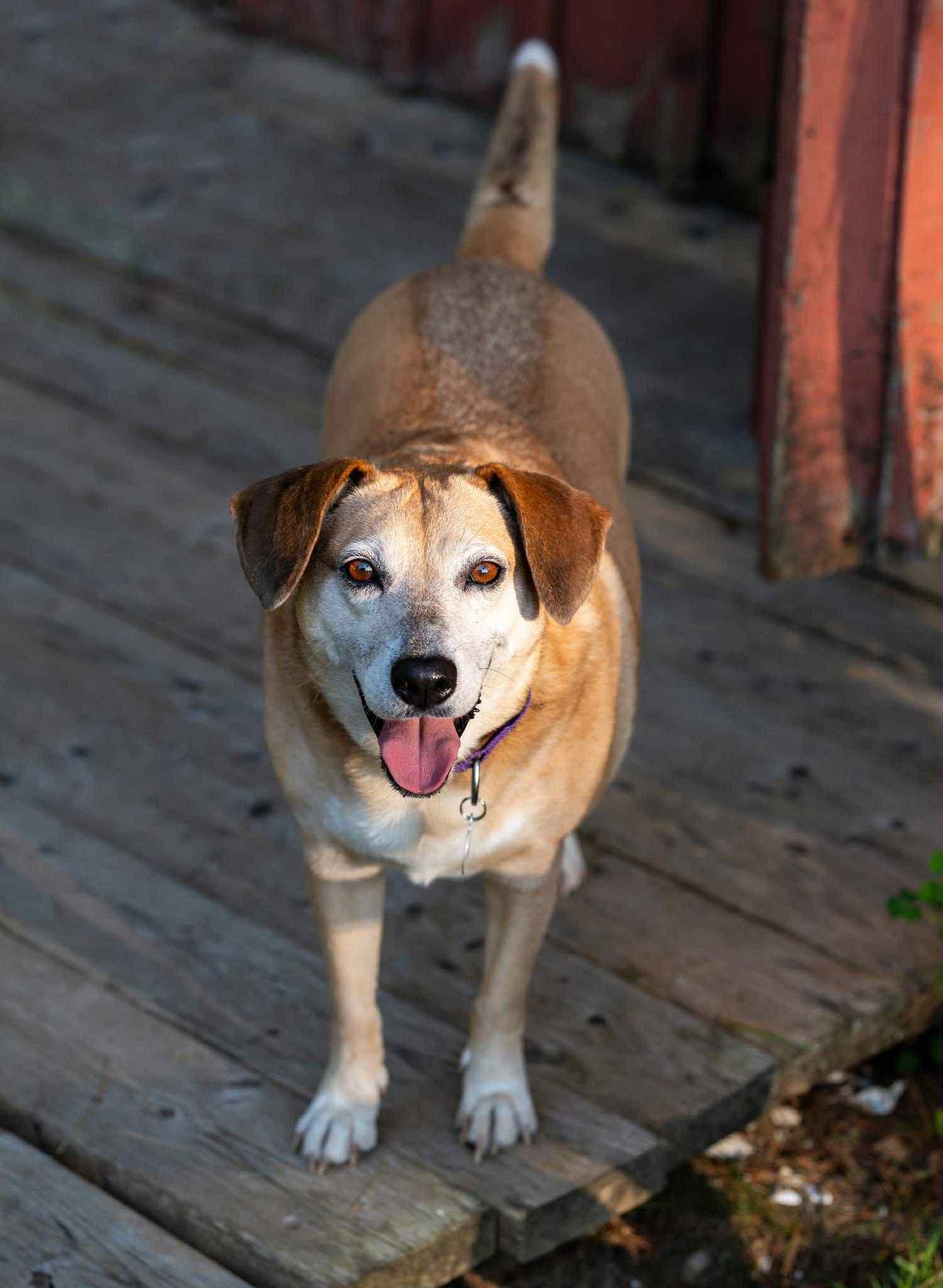 Enlarge Roxie, a Adoptable mixed breed in Billerica, MA image 5/5