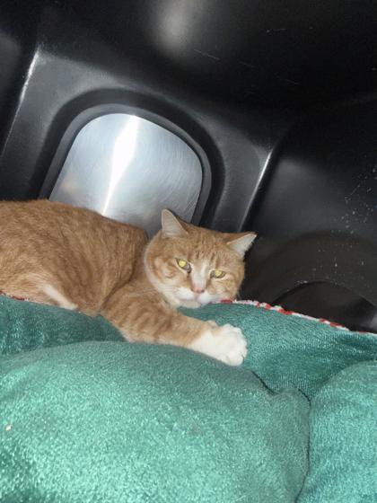 Pete, Adoptable, Adult Male Domestic Short Hair & Domestic Short Hair.